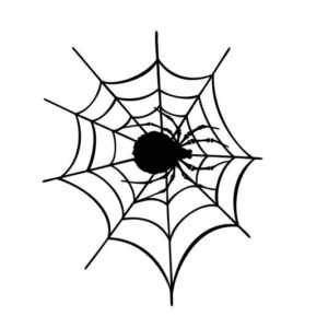 Spinnennetz Spinne Spider