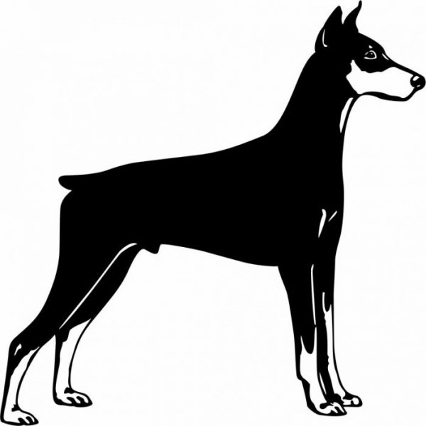 dobermann aufkleber