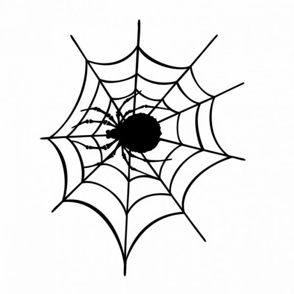 spinnennetz spinne spider