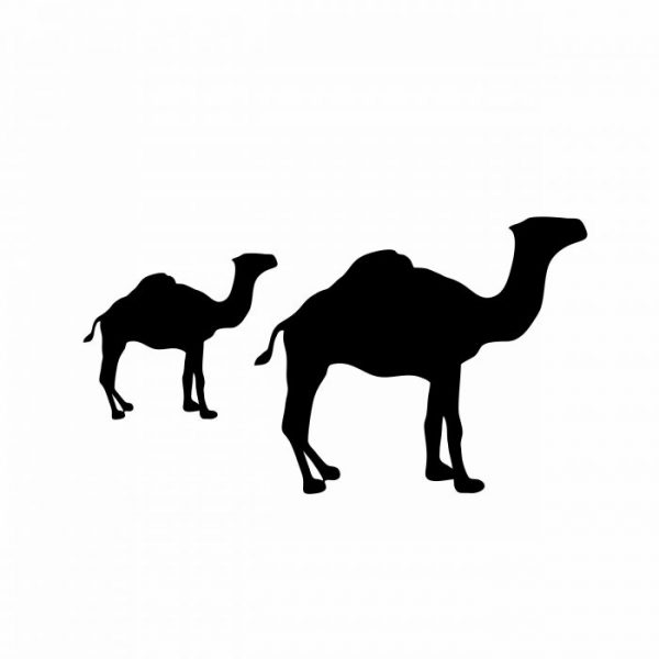kamele karavane aufkleber sticker fuer alle glatten flaechen