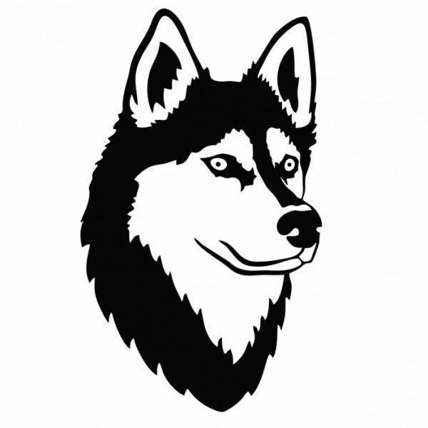 seberian husky