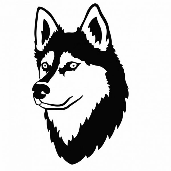 seberian husky