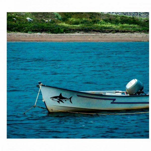 shark hai aufkleber bis xxl